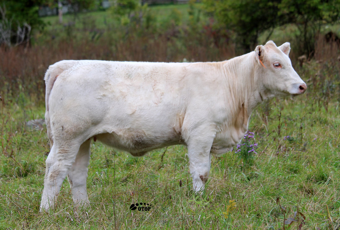 Calves - M&L Cattle Company